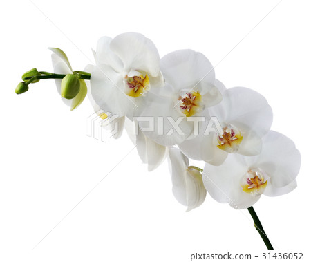 Blooming twig of Phalaenopsis orchid flower.  31436052