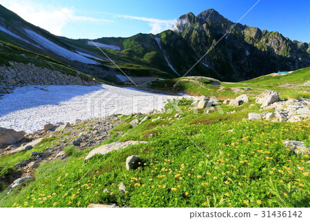 Triangle tree community and Mt. 31436142