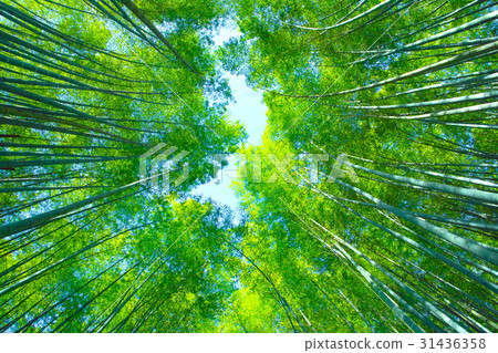 新鮮的綠色竹林 31436358