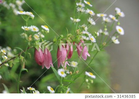 Botanic sprouts in the field 31436385
