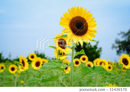 向日葵 31436578