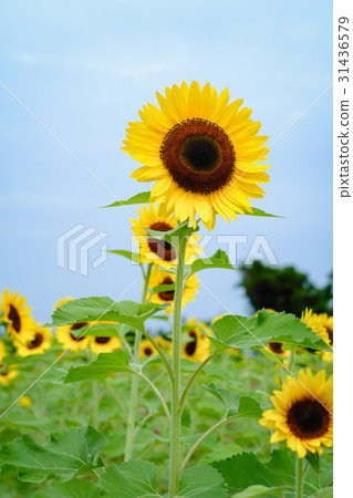 向日葵 31436579