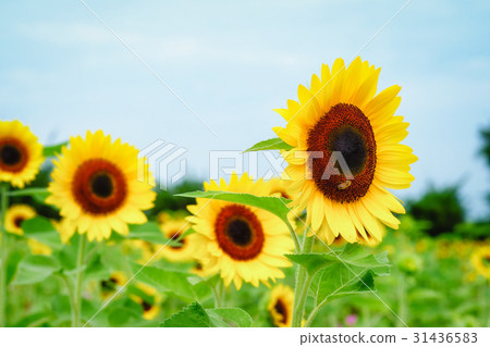 Sunflower Sunflower 31436583