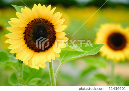 向日葵 向日葵 31436601