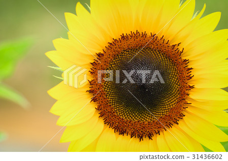 Sunflower Sunflower 31436602