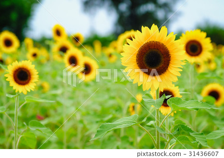 Sunflower Sunflower 31436607