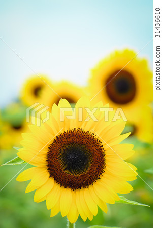 Sunflower 31436610