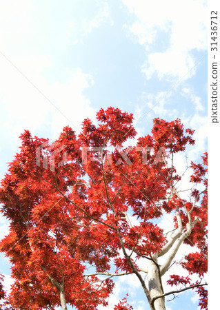 秋葉(Nanomura - Aceraceae / Shogunomura)2 秋葉(Nanomura - Aceraceae / Shogunomura)2 31436712