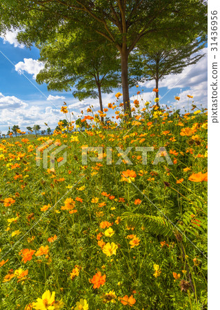 little yellow flowers beside the green field little yellow flowers beside the green field 31436956