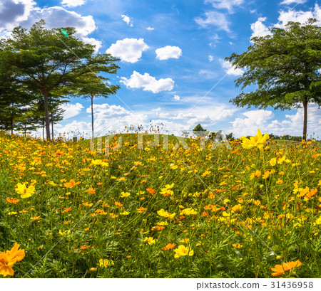 little yellow flowers beside the green field little yellow flowers beside the green field 31436958