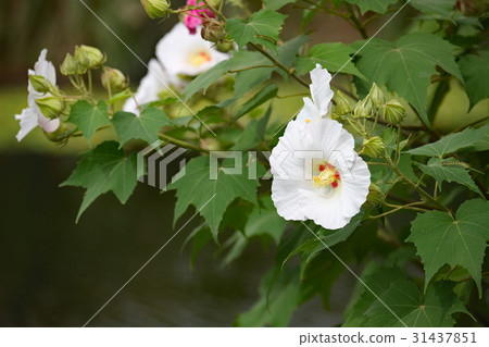 Fuyo flowers Fuyo flowers 31437851