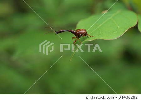 Higgenaga Otsushibumi Higgenaga Otsushibumi 31438282