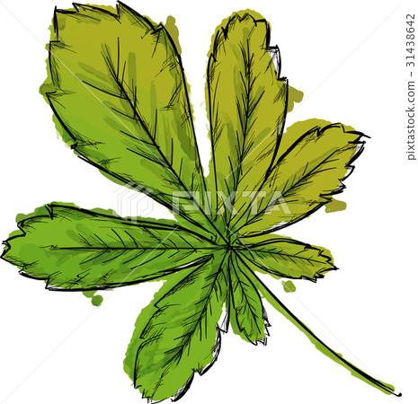Watercolor Paint Of Palmate Leaf Watercolor Paint Of Palmate Leaf 31438642