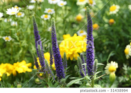 Veronica Veronica 31438994