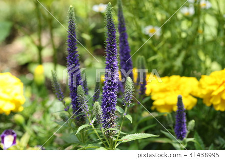 Veronica Veronica 31438995