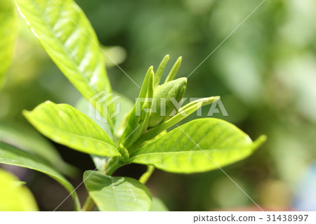 梔子花蕾 梔子花蕾 31438997