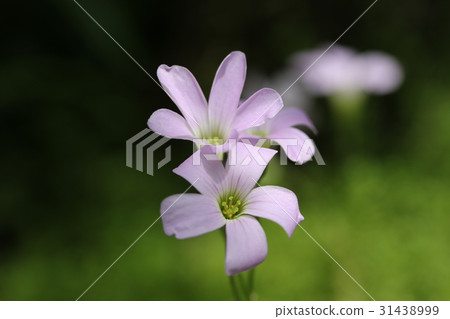 Oxalis 31438999