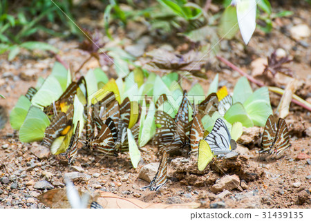 Group of butterflies on the ground 31439135