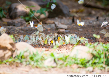 Group of butterflies on the ground 31439136