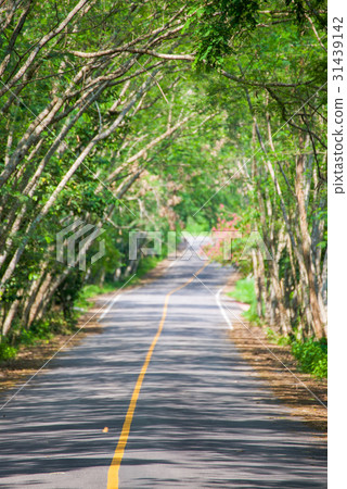 road through tunnel tree forest road through tunnel tree forest 31439142