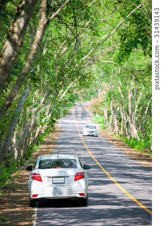 white car in tree tunnel white car in tree tunnel 31439143