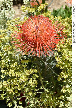 Leuko Spellmam 31439255