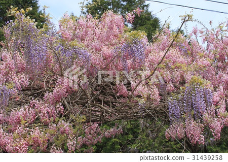Waka vol.1 Fuji flower at the village of Miyama 31439258