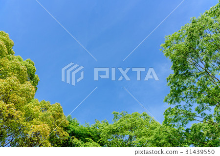 鮮綠色 鮮綠色 31439550