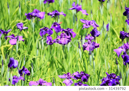 Hana shawb bloom Hana shawb bloom 31439792
