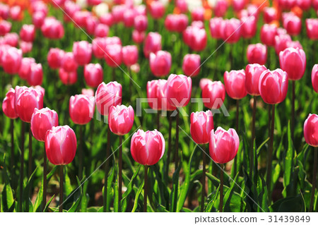 前沿1904年 31439849