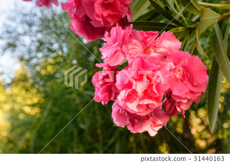 Pink Nerium oleander flower Pink Nerium oleander flower 31440163
