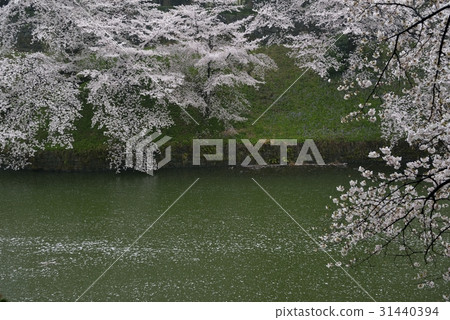 Chidorigafuchi·Chidorigafuchi綠色路(東京)的櫻花 Chidorigafuchi·Chidorigafuchi綠色路(東京)的櫻花 31440394