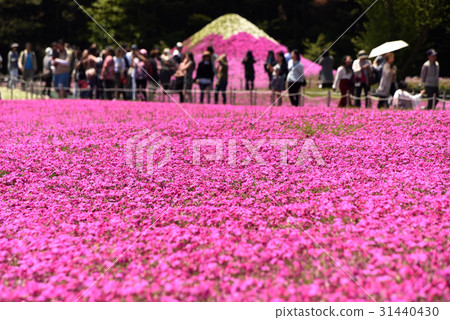 Moss phlox Moss phlox 31440430