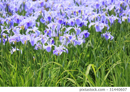 Hana shawb綻放 31440607