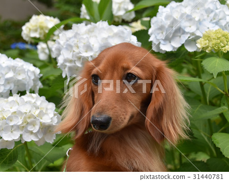 Cute dachshund and hydrangea Cute dachshund and hydrangea 31440781