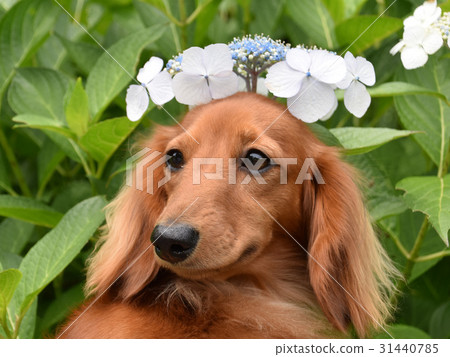 Cute dachshund and hydrangea 31440785
