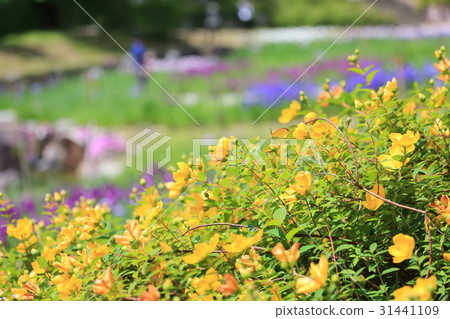 Early summer landscape 31441109