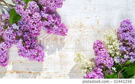 lilac frame 31441256