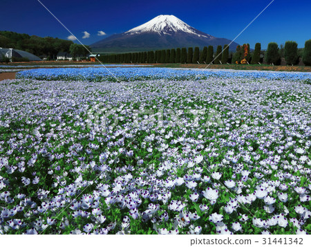 Nemophila和富士山 31441342