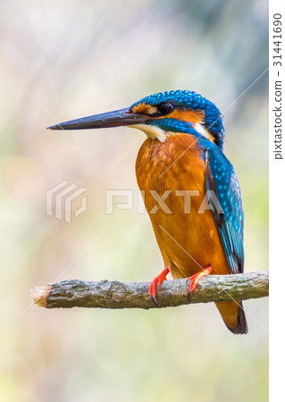 Bird (Common kingfisher, Alcedo atthis) on a tree 31441690