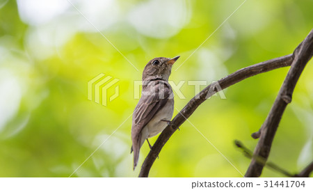 Bird (Asian brown flycatcher) on a tree 31441704