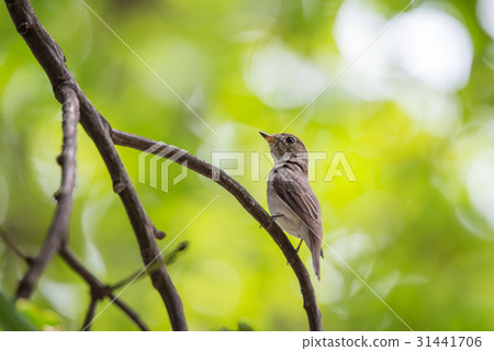 Bird (Asian brown flycatcher) on a tree Bird (Asian brown flycatcher) on a tree 31441706