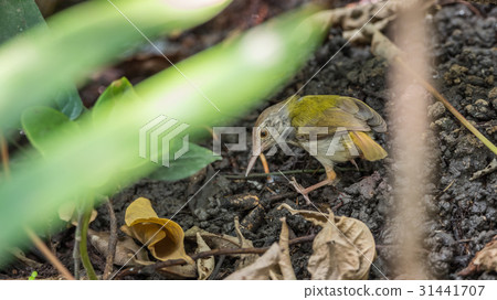 Bird (Dark-necked Tailorbird) in a wild 31441707