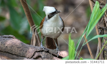 Bird (White-crested Laughingthrush) in a wild Bird (White-crested Laughingthrush) in a wild 31441711