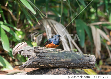 Bird (White-rumped shama) in a wild Bird (White-rumped shama) in a wild 31441727