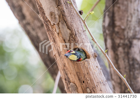 Bird (Coppersmith barbet) in hollow tree trunk 31441730