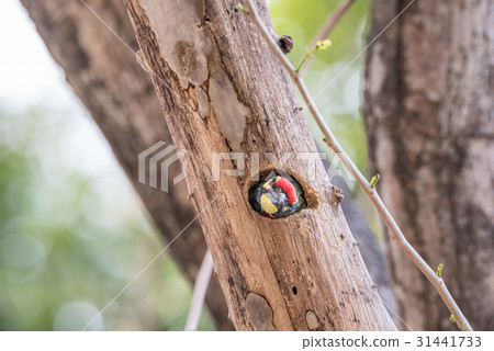 Bird (Coppersmith barbet) in hollow tree trunk Bird (Coppersmith barbet) in hollow tree trunk 31441733