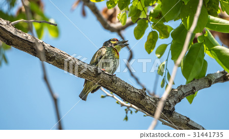 Bird (Coppersmith barbet) in a wild 31441735