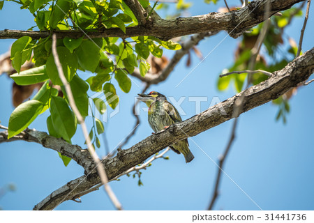 Bird (Coppersmith barbet) in a wild Bird (Coppersmith barbet) in a wild 31441736