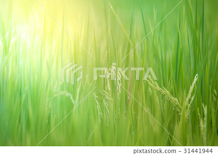 Nature of rice field on rice paddy 31441944